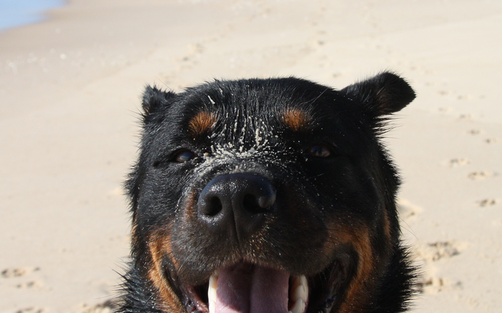 Happy Dog at Beach